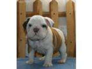 Bulldog Puppy for sale in Yakima, WA, USA