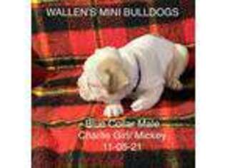 Miniature Bulldog Puppy for sale in Mc Calla, AL, USA
