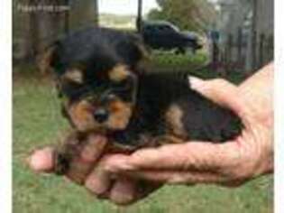 Yorkshire Terrier Puppy for sale in O Brien, FL, USA