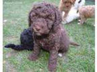 Labradoodle Puppy for sale in Holden, MA, USA