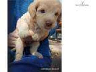 Labradoodle Puppy for sale in Fort Collins, CO, USA