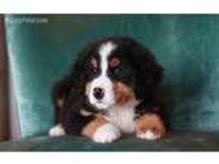 Bernese Mountain Dog Puppy for sale in Locust Grove, OK, USA