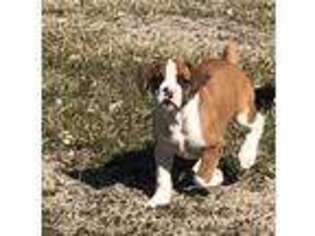 Boxer Puppy for sale in Herington, KS, USA