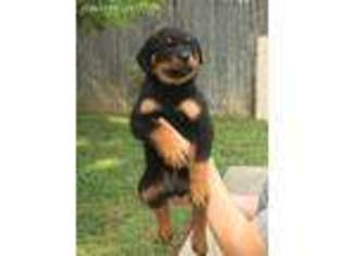 Rottweiler Puppy for sale in Gallatin, TN, USA