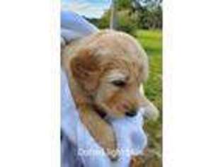 Goldendoodle Puppy for sale in Christmas, FL, USA