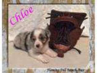 Mutt Puppy for sale in FORESTBURG, TX, USA