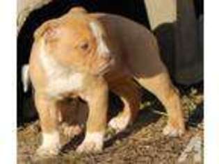 Olde English Bulldogge Puppy for sale in MUNCIE, IN, USA