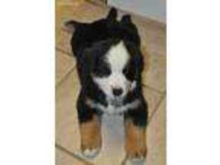 Bernese Mountain Dog Puppy for sale in Heath, OH, USA