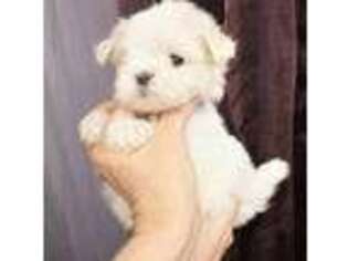 Maltese Puppy for sale in Providence, RI, USA