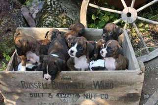Boxer Puppy for sale in Bellingham, WA, USA
