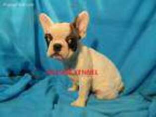 French Bulldog Puppy for sale in Unionville, IA, USA