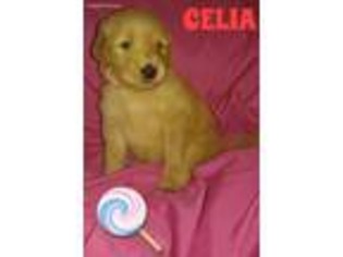 Goldendoodle Puppy for sale in Anoka, MN, USA
