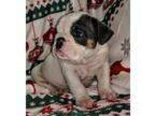 Bulldog Puppy for sale in Landrum, SC, USA