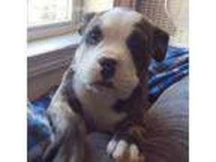 Bulldog Puppy for sale in Stockton, NJ, USA