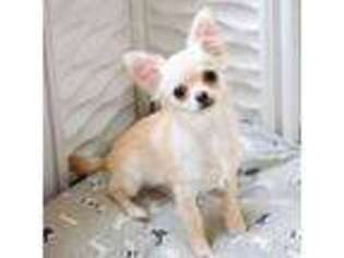Chihuahua Puppy for sale in Orlando, FL, USA