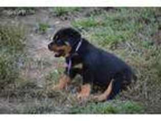 Rottweiler Puppy for sale in Pelham, AL, USA