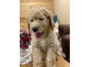 Goldendoodle Puppy for sale in Beavertown, PA, USA