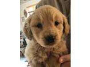 Goldendoodle Puppy for sale in Zillah, WA, USA