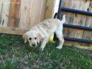Labradoodle Puppy for sale in Spotsylvania, VA, USA