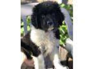 Newfoundland Puppy for sale in Huntington, IN, USA