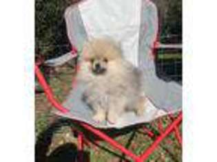 Pomeranian Puppy for sale in Gray, GA, USA