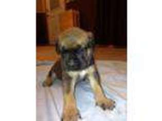 Mastiff Puppy for sale in NAVARRE, OH, USA