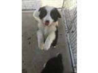 Border Collie Puppy for sale in Ontario, CA, USA