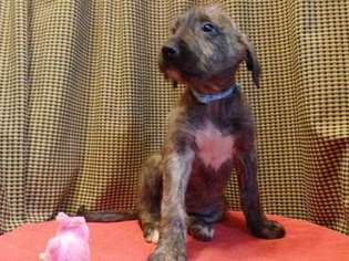 Irish Wolfhound Puppy for sale in Detroit, MI, USA