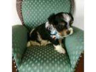 Biewer Terrier Puppy for sale in Cumberland, VA, USA