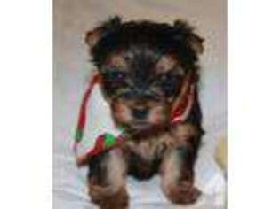 Yorkshire Terrier Puppy for sale in HUTTO, TX, USA