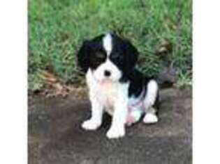 Cavalier King Charles Spaniel Puppy for sale in Conover, NC, USA
