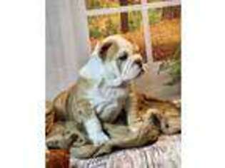 Bulldog Puppy for sale in Broxton, GA, USA