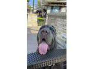 Neapolitan Mastiff Puppy for sale in Chino Hills, CA, USA