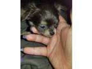 Chihuahua Puppy for sale in Boonville, MO, USA