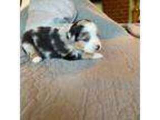 Miniature Australian Shepherd Puppy for sale in Vernonia, OR, USA