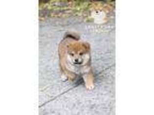 Shiba Inu Puppy for sale in Seattle, WA, USA