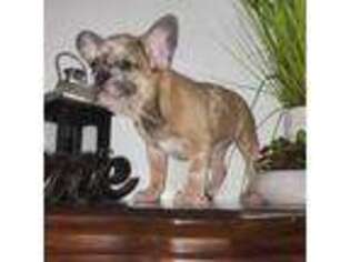French Bulldog Puppy for sale in Victorville, CA, USA