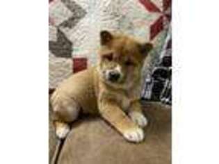 Shiba Inu Puppy for sale in Killbuck, OH, USA