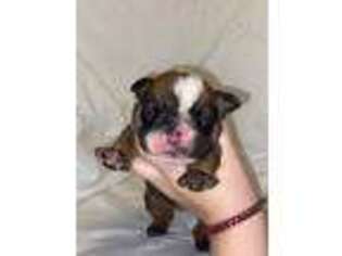 Bulldog Puppy for sale in Ripley, TN, USA