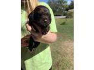 Boykin Spaniel Puppy for sale in Leesburg, GA, USA