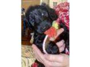 Labradoodle Puppy for sale in Marshfield, WI, USA