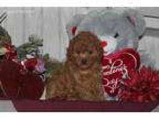Cavapoo Puppy for sale in Columbia, PA, USA