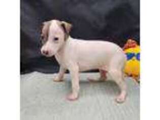 Italian Greyhound Puppy for sale in Cullowhee, NC, USA