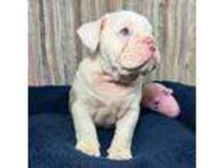 Bulldog Puppy for sale in Desoto, TX, USA