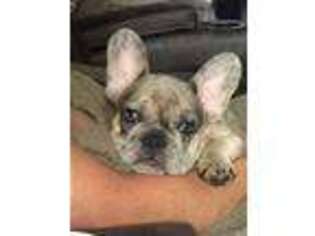 French Bulldog Puppy for sale in Luray, TN, USA