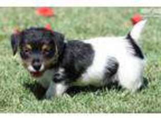 Jack Russell Terrier Puppy for sale in Fort Worth, TX, USA