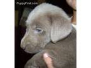 Labrador Retriever Puppy for sale in Littleton, CO, USA