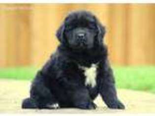 Newfoundland Puppy for sale in Kinzers, PA, USA