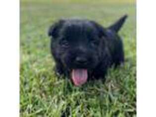 Scottish Terrier Puppy for sale in Hartville, MO, USA