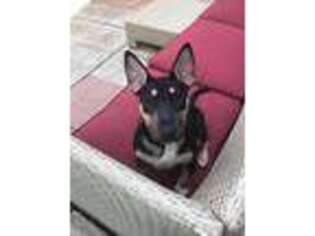Bull Terrier Puppy for sale in Milwaukee, WI, USA
